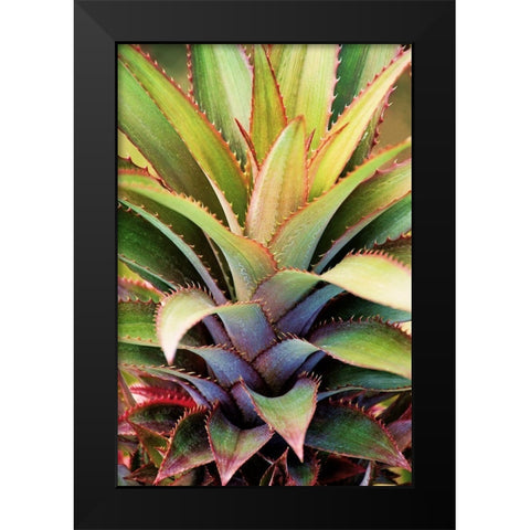 Spiny Succulent I Black Modern Wood Framed Art Print by Robertson, Leda