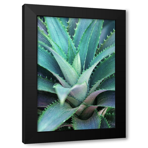 Spiny Succulent II Black Modern Wood Framed Art Print with Double Matting by Robertson, Leda