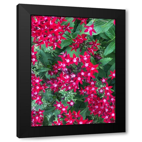 Fiery Red Black Modern Wood Framed Art Print by Orlov, Irena
