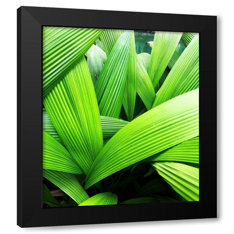 Monster Leaves II Black Modern Wood Framed Art Print with Double Matting by Orlov, Irena