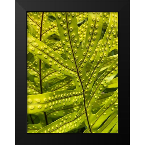 Tropical Paradise II Black Modern Wood Framed Art Print by Orlov, Irena