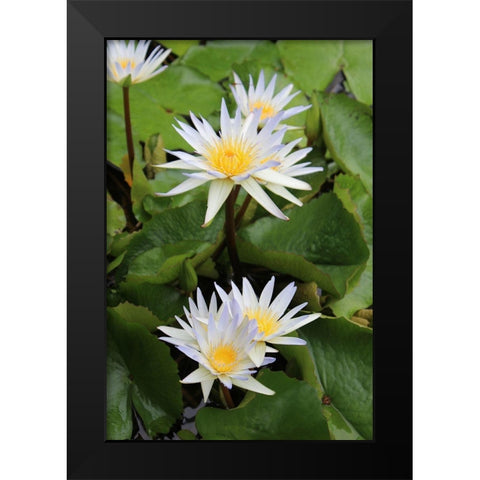 Water Lilies Black Modern Wood Framed Art Print by Orlov, Irena