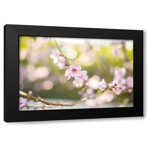 The Bloom of Peach Trees Black Modern Wood Framed Art Print with Double Matting by Orlov, Irena