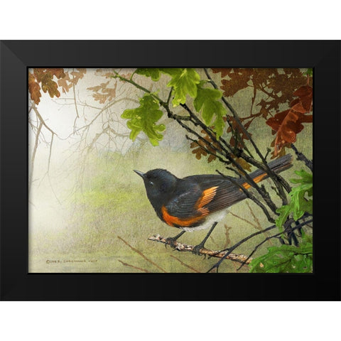 American Redstart Black Modern Wood Framed Art Print by Vest, Christopher