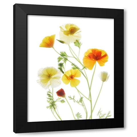 California PoppyGarden Black Modern Wood Framed Art Print with Double Matting by Stalus, Judy