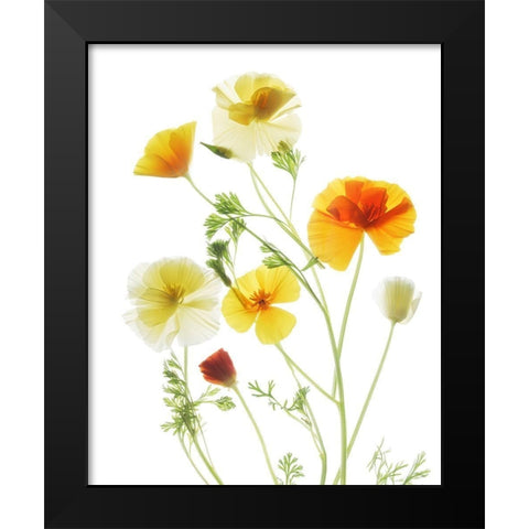 California PoppyGarden Black Modern Wood Framed Art Print by Stalus, Judy
