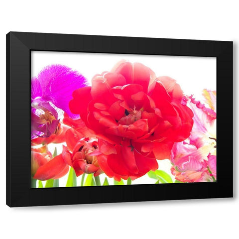 Red Tulip Black Modern Wood Framed Art Print by Stalus, Judy