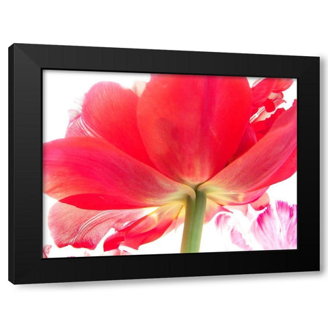 Spring Black Modern Wood Framed Art Print with Double Matting by Stalus, Judy