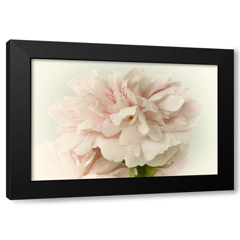 Soft Peony Black Modern Wood Framed Art Print with Double Matting by Stalus, Judy