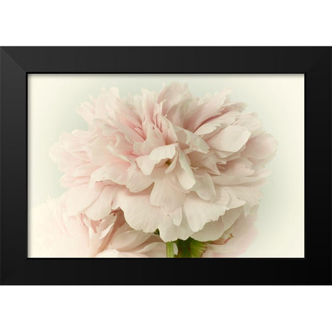 Soft Peony Black Modern Wood Framed Art Print by Stalus, Judy