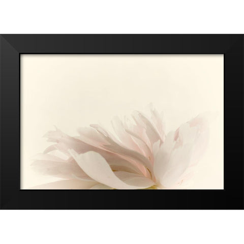 Pale Petals Black Modern Wood Framed Art Print by Stalus, Judy