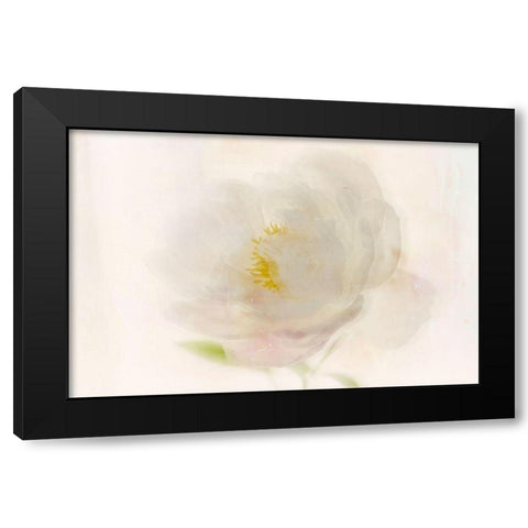 Soft White Peony Black Modern Wood Framed Art Print with Double Matting by Stalus, Judy