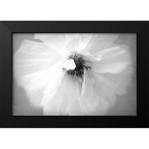 White Poppy Black Modern Wood Framed Art Print by Stalus, Judy