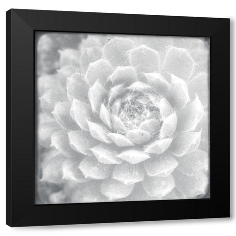 White Succulent  Black Modern Wood Framed Art Print by Stalus, Judy
