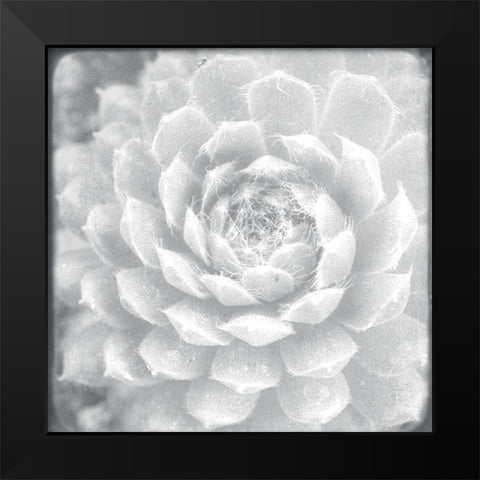 White Succulent  Black Modern Wood Framed Art Print by Stalus, Judy
