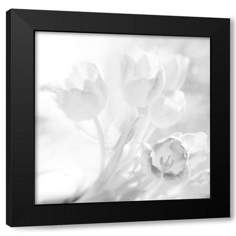 WhiteTulips Black Modern Wood Framed Art Print by Stalus, Judy