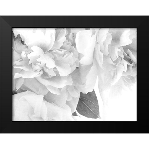 Peonies in White I Black Modern Wood Framed Art Print by Stalus, Judy