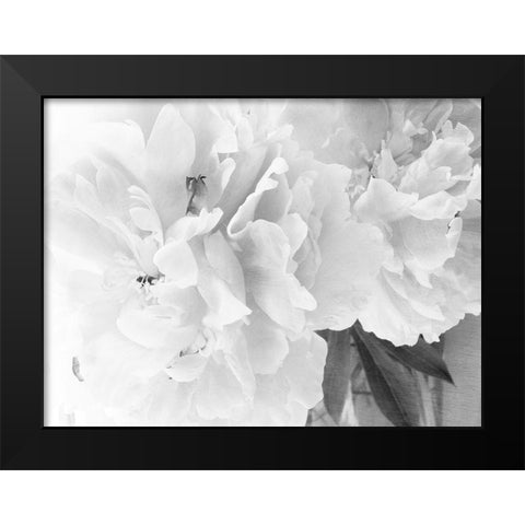 Peonies in White II Black Modern Wood Framed Art Print by Stalus, Judy
