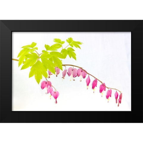 Hearts Black Modern Wood Framed Art Print by Stalus, Judy