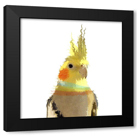 Cockatiel Black Modern Wood Framed Art Print by Smith, Karen