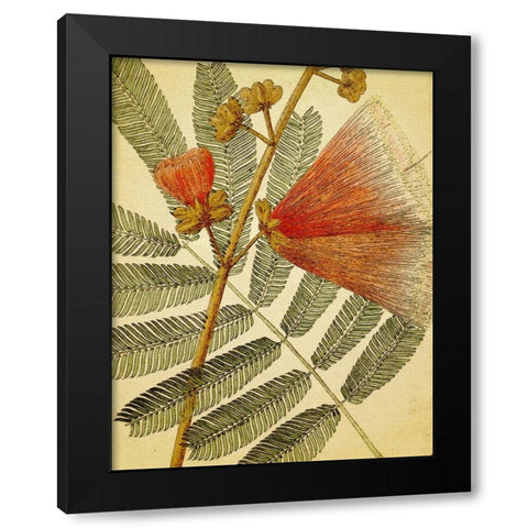 Botanical Grunge I Black Modern Wood Framed Art Print with Double Matting by Hunziker, Steve