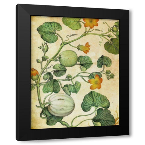 Botanical Grunge III  Black Modern Wood Framed Art Print with Double Matting by Hunziker, Steve