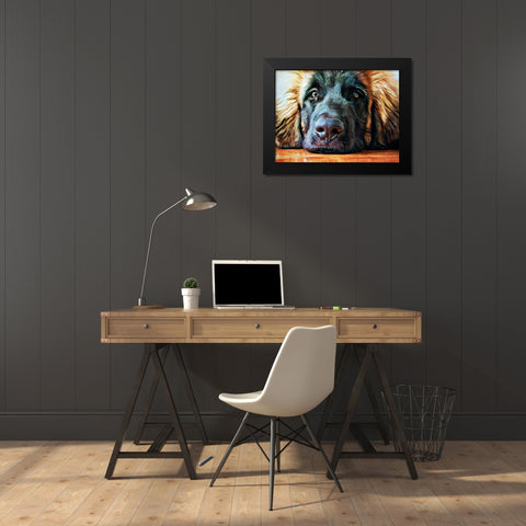 Leonberger Puppy Pout Black Modern Wood Framed Art Print by Aldridge, Ashley