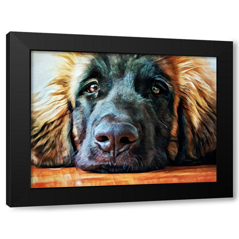 Leonberger Puppy Pout Black Modern Wood Framed Art Print with Double Matting by Aldridge, Ashley