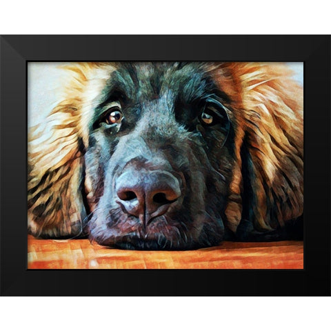Leonberger Puppy Pout Black Modern Wood Framed Art Print by Aldridge, Ashley