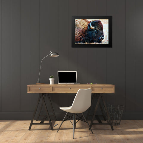 American Bison Resting Black Modern Wood Framed Art Print by Aldridge, Ashley