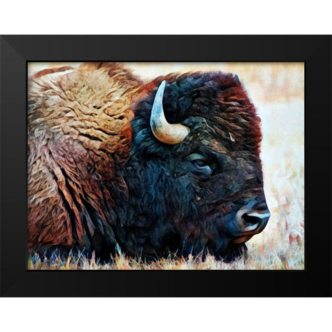 American Bison Resting Black Modern Wood Framed Art Print by Aldridge, Ashley