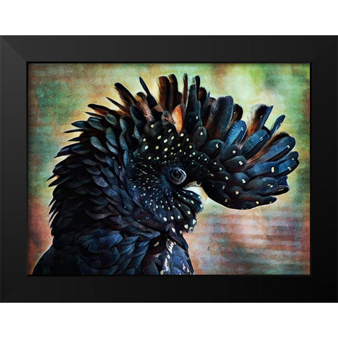 Red Tailed Black Cockatoo Crest Black Modern Wood Framed Art Print by Aldridge, Ashley