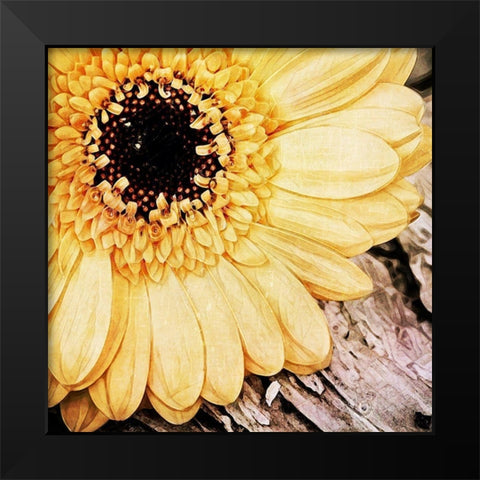 Yellow Gerbera Daisy Black Modern Wood Framed Art Print by Aldridge, Ashley