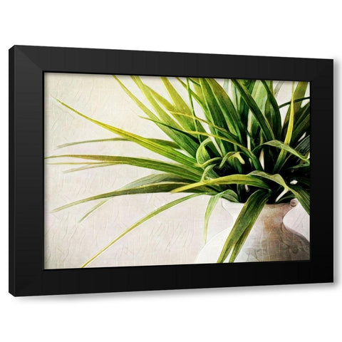 White Potted Plant Black Modern Wood Framed Art Print with Double Matting by Aldridge, Ashley