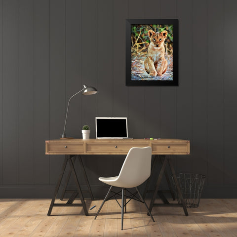 Lion Cub Sitting Sentinel Black Modern Wood Framed Art Print by Aldridge, Ashley