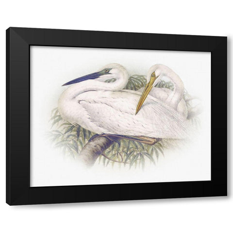 Sentimental Plumage IV Black Modern Wood Framed Art Print by Hunziker, Steve