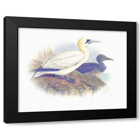 Sentimental Plumage VI Black Modern Wood Framed Art Print with Double Matting by Hunziker, Steve