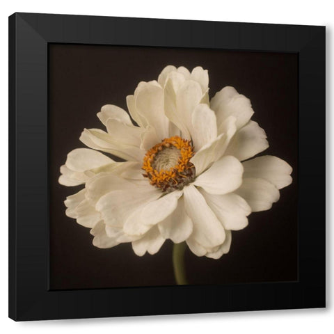 White Floral Portrait Black Modern Wood Framed Art Print by Maclean, Leah