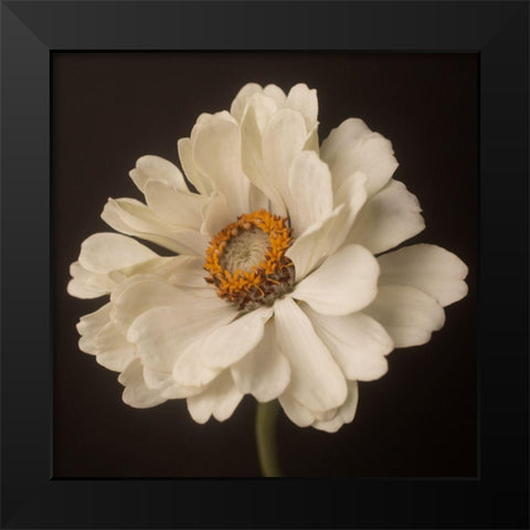 White Floral Portrait Black Modern Wood Framed Art Print by Maclean, Leah
