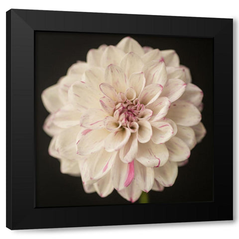 Lilac Speckles Black Modern Wood Framed Art Print with Double Matting by Maclean, Leah