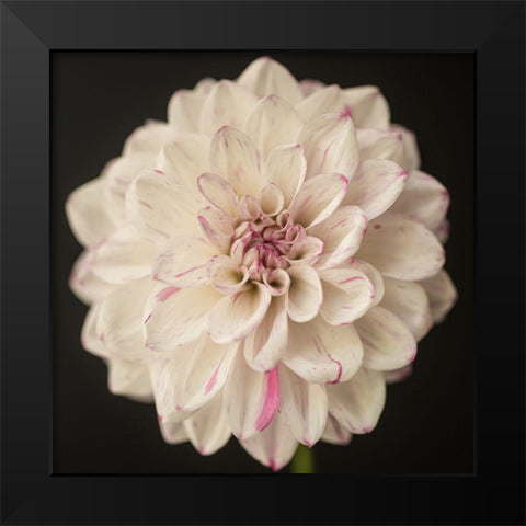 Lilac Speckles Black Modern Wood Framed Art Print by Maclean, Leah