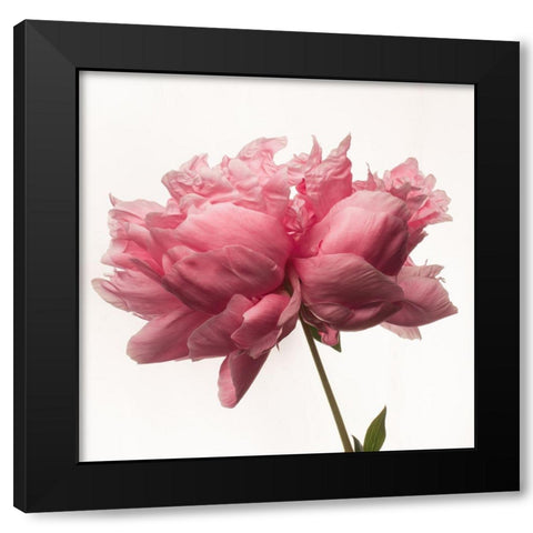 Portrait of a Peony Black Modern Wood Framed Art Print with Double Matting by Maclean, Leah