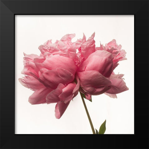 Portrait of a Peony Black Modern Wood Framed Art Print by Maclean, Leah