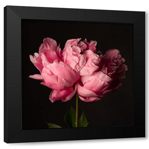 Perfect Peony Black Modern Wood Framed Art Print with Double Matting by Maclean, Leah