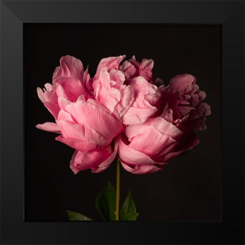 Perfect Peony Black Modern Wood Framed Art Print by Maclean, Leah