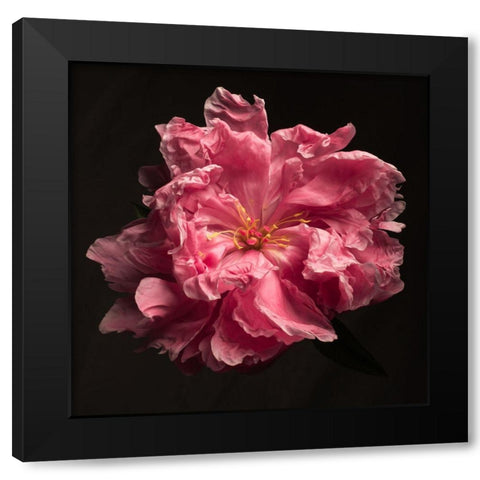 Ruffled Perfection Black Modern Wood Framed Art Print by Maclean, Leah