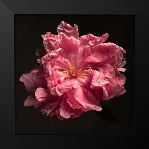 Ruffled Perfection Black Modern Wood Framed Art Print by Maclean, Leah