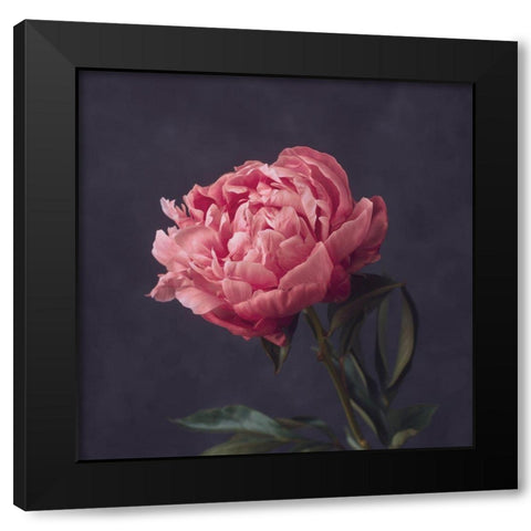 Perfectly Pink Black Modern Wood Framed Art Print with Double Matting by Maclean, Leah