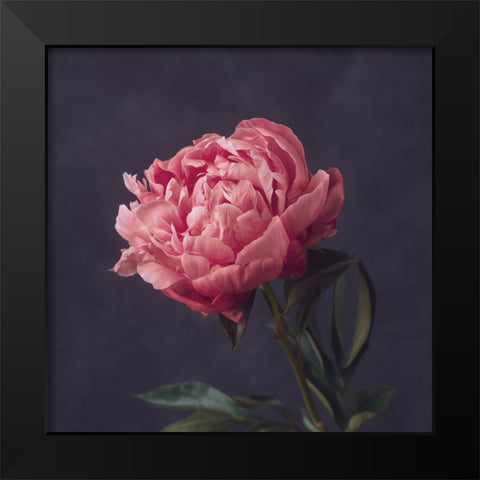 Perfectly Pink Black Modern Wood Framed Art Print by Maclean, Leah