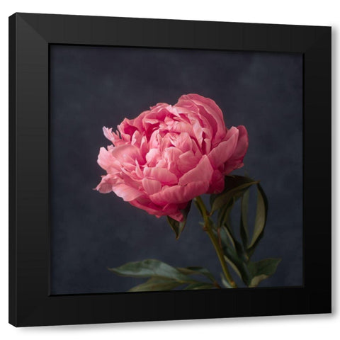 Perfectly Pink Black Modern Wood Framed Art Print with Double Matting by Maclean, Leah